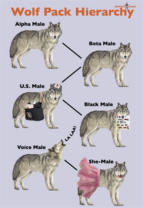 wolf pack ranking system